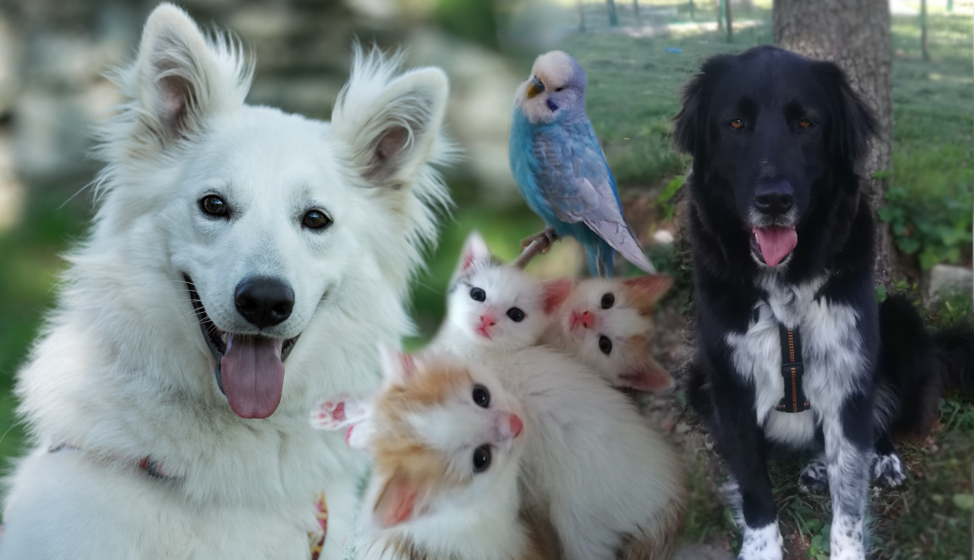 cropped-Tierheimbanner1